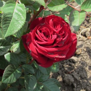 Admiral(Адмірал)