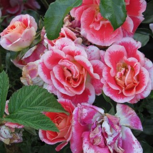 Airbrush(Еабраш)