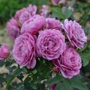 Тельма (Thelma)