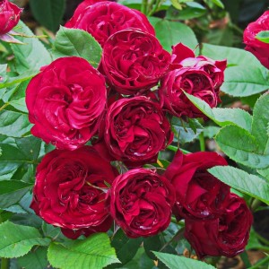 Альпін Госпел(Alpine Gospel)