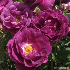 Аметист Стар(Amethyst Star)