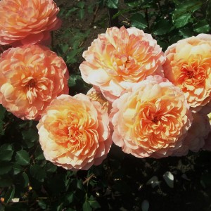 Andre Turcat(Андре Тюркет)