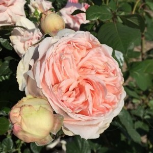 Антіко Аморе Antico Amore