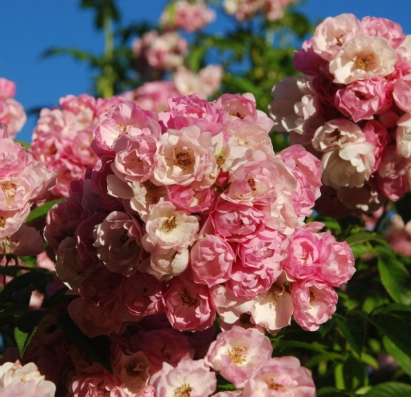 Apple Blossom (Епл Блосом)