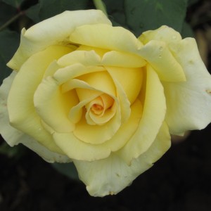 Авек Амор(Avec Amour)