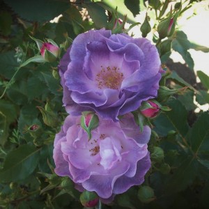 Блу фо Ю(Blue for You)