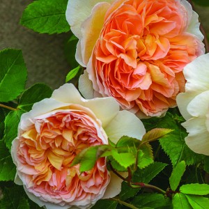 Bathsheba (Батшеба)