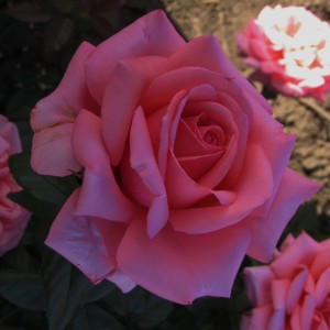 Бермуда(Bermuda)