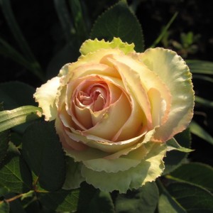 Boreale(Бореаль)