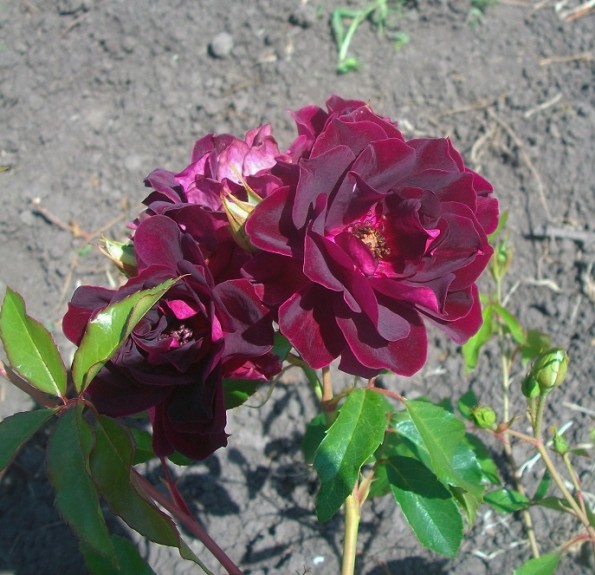 Burgundy Ice (Бургунді Айс)