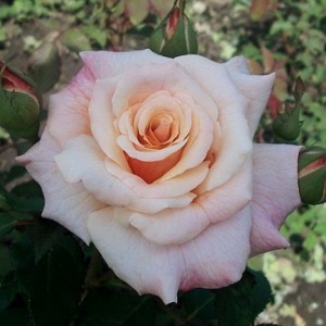 Caramella Карамела 