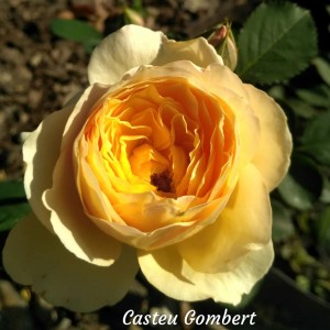 Casteu Gombert(Касто Гомберт)