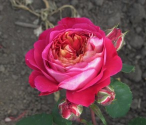 Centenaire de l'Hay les Roses Сентінері де Хей Лес Роузес