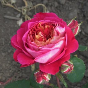 Centenaire de l'Hay les Roses Сентінері де Хей Лес Роузес