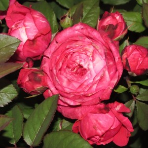 Credit Mutuel(Креді Мютюель)