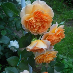 Dame Judi Dench(Дама Джуді Денч)