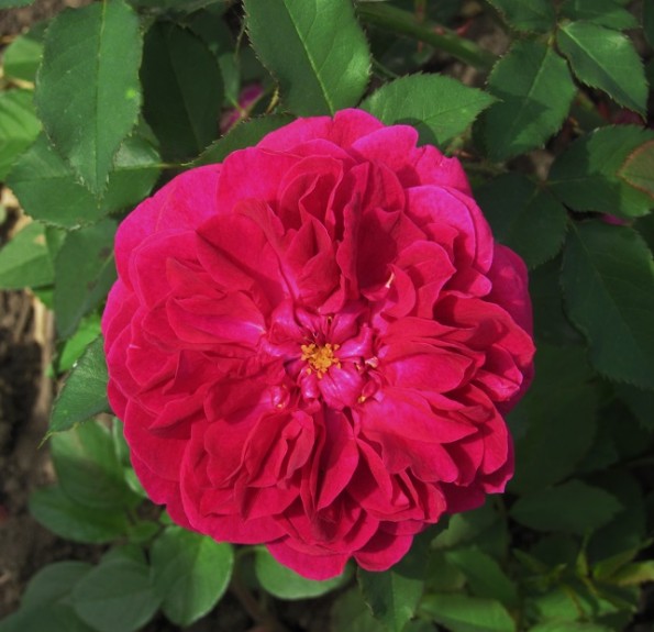 Darcey Bussell (Дарсі Бассел)