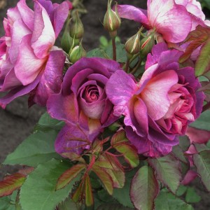 Діаблес де Мерс Diablesse de Mers