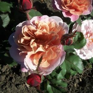 Distant Drums (Дістант Дрімс)