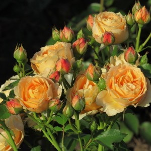 Dolce Vita(Дойче  Віта)