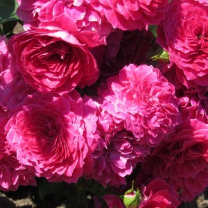 Домен де Сен Жан-де Борегард (Domaine de St Jean de Beauregard )