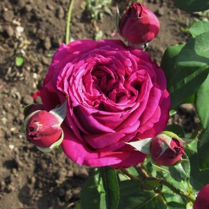 Домен Дітьєр (Domaine Dittiere) 