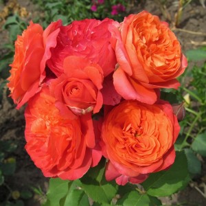 Emilien Guillot(Емільєн Гійо)