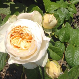 Emma Woodhouse(Емма Вудхаус)