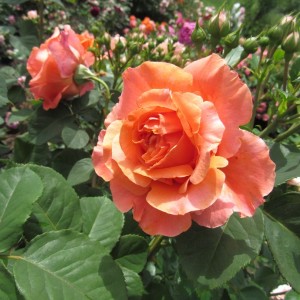 Etrusca(Етруска)