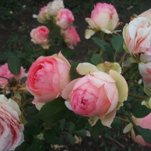 First Lady(Фест Леді)