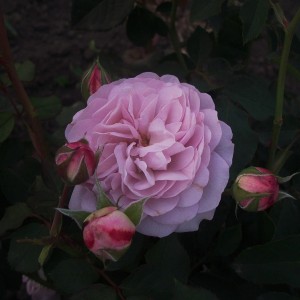 Florence Delattre(Флоренс Делатрі)