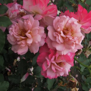 Florian Massad (Флоріан Массад)