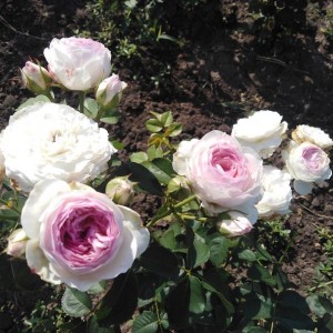 Fragrance of Fragrances(Фрагранс оф Фрагранс)