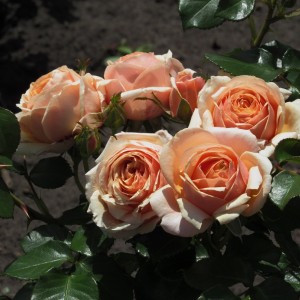 Yours in Continued Friendship(Йорс ін Контіньєд Френдшіп)