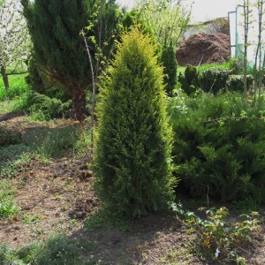 Ялівець звичайний Gold Cone