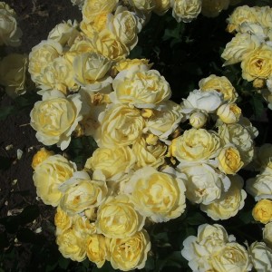 Golden Border(Голден Бордер)