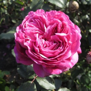 Hector(Гектор)