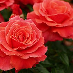 I am Macmillan(Ай ем Макміллан)