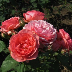 Institut Lumiere(Інститут Лумьер)