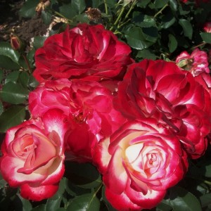 Jubile du Prince de Monaco(Юбілейний Принца Монако)