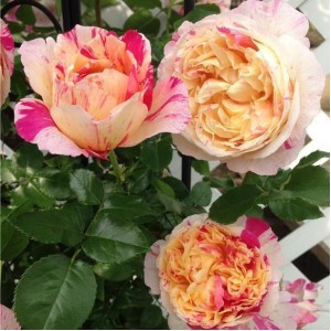 Julie Andrieu(Жуль Андре)