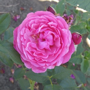 Каффі Фассетт Роуз(Kaffe Fassett Rose)