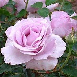 La Rose du Petit Prince(Ля Роз де Петіт Принц)