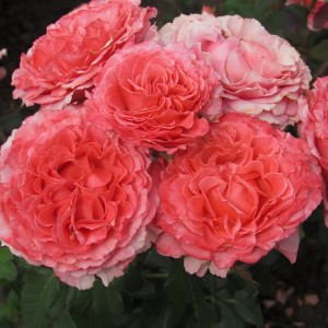 Laurent Cabrol (Лоран Каброль)