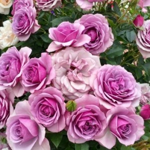 Lavender Flower Circus (Лавендер Фловер Циркус)