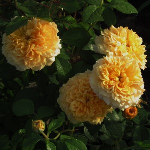 Leah Tutu(Ліа Туту)