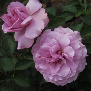 Love Song (Лав Сонг)