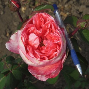 Mademoiselle Meilland (Мадам Меян)
