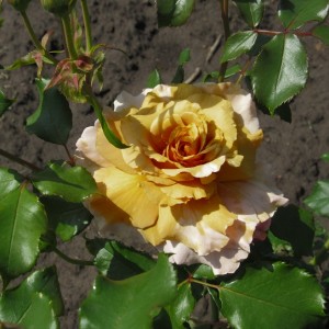 Magic Moment(Меджик Момент)