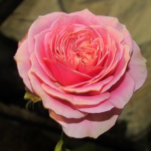 Марія Наталі Maria Natale